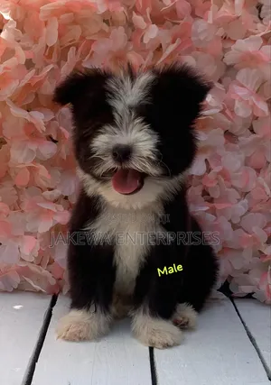 1-3 months Male Purebred Havanese