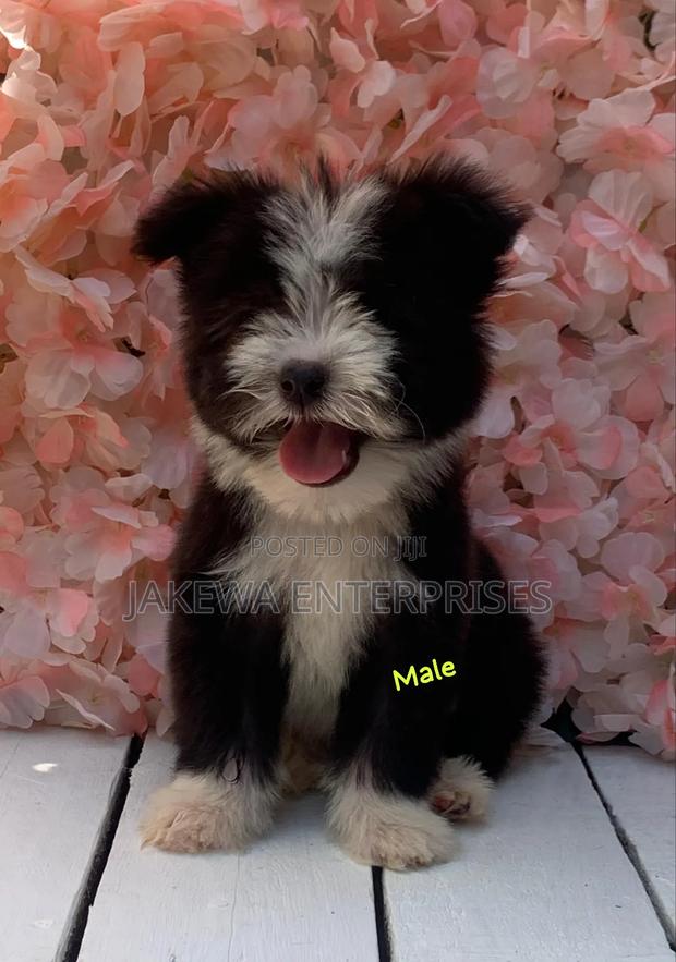 1-3 months Male Purebred Havanese - main view