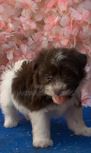 1-3 months Female Purebred Havanese
