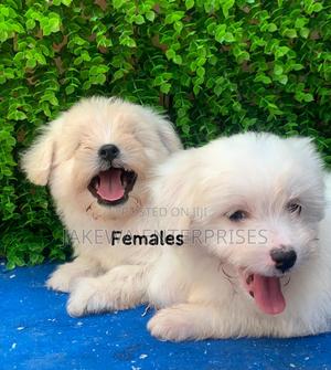 1-3 months Female Purebred Havanese - thumbnail 2