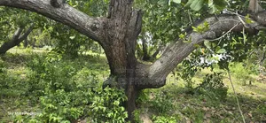 Mtwapa Creek Beach, 1.2-acre Land Available For Sale