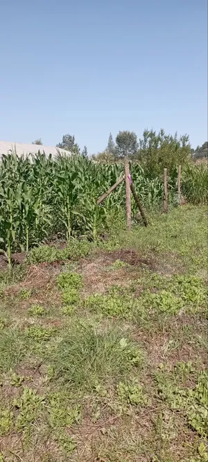50×100 Plots for Sale in Matasia, Kiserian.