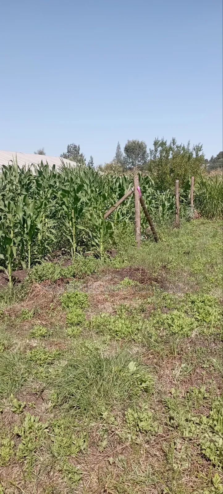 50×100 Plots for Sale in Matasia, Kiserian.