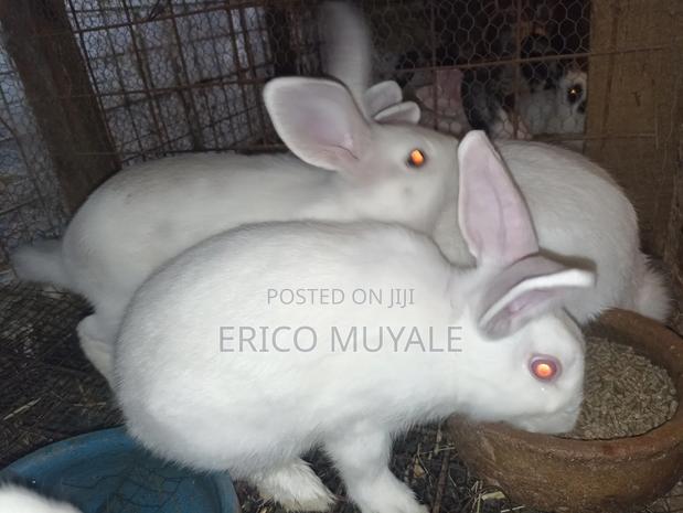 Rabbit Farming - thumbnail 7