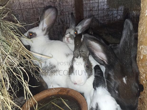 Rabbit Farming - thumbnail 9