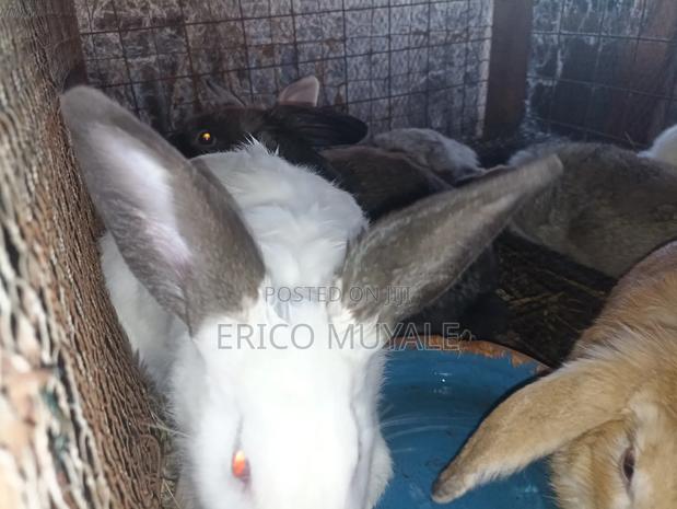 Rabbit Farming - thumbnail 11