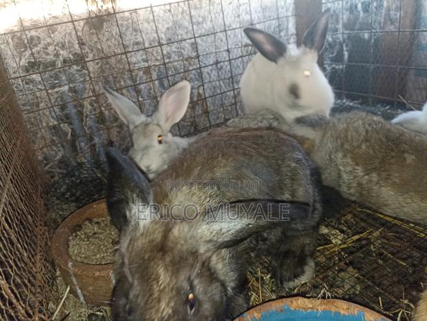 Rabbit Farming - thumbnail 12