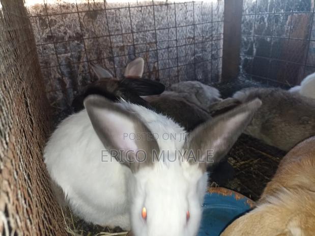 Rabbit Farming - thumbnail 15