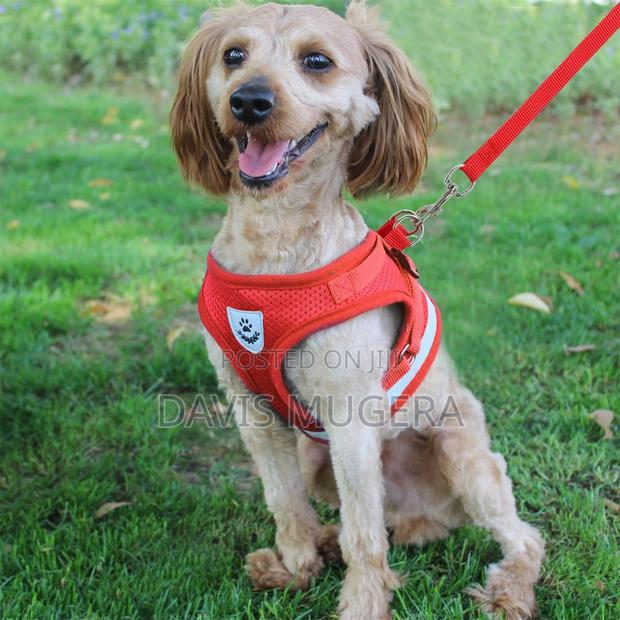 Dog Leash Vest Safety Adjustable Dog Harness Small Medium - main view