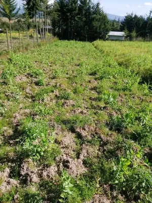 Land for Sale Half an Acre Githioro Kinagopu