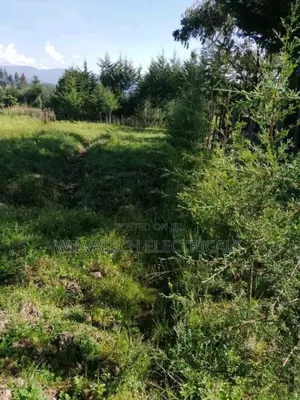 Land for Sale Half an Acre Githioro Kinagopu
