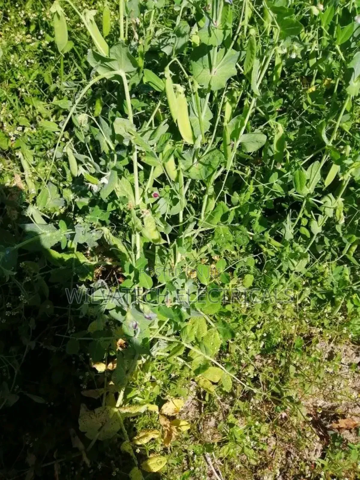 Land for Sale Half an Acre Githioro Kinagopu