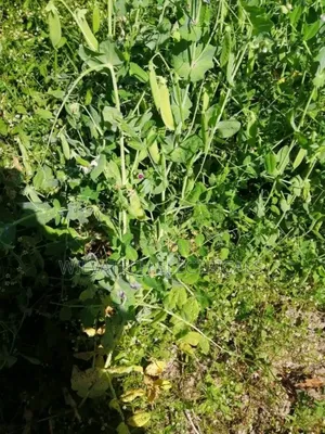 Land for Sale Half an Acre Githioro Kinagopu