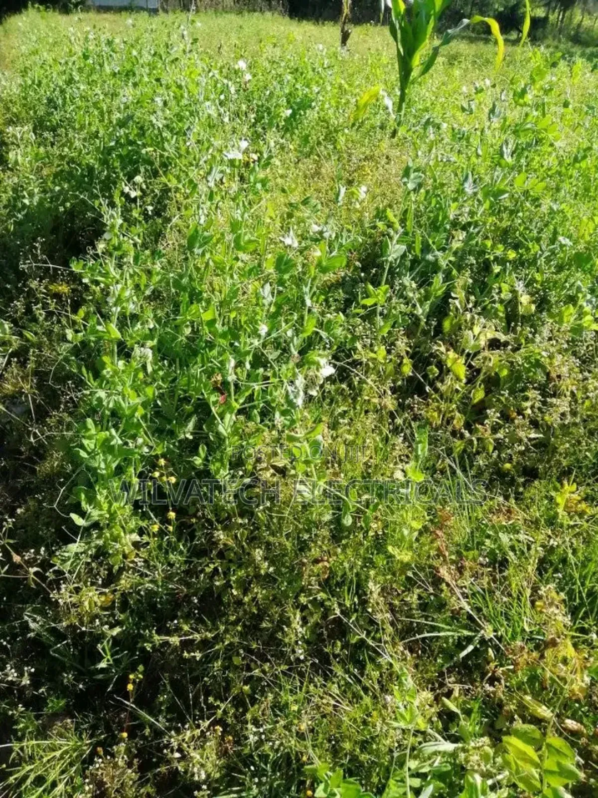 Land for Sale Half an Acre Githioro Kinagopu