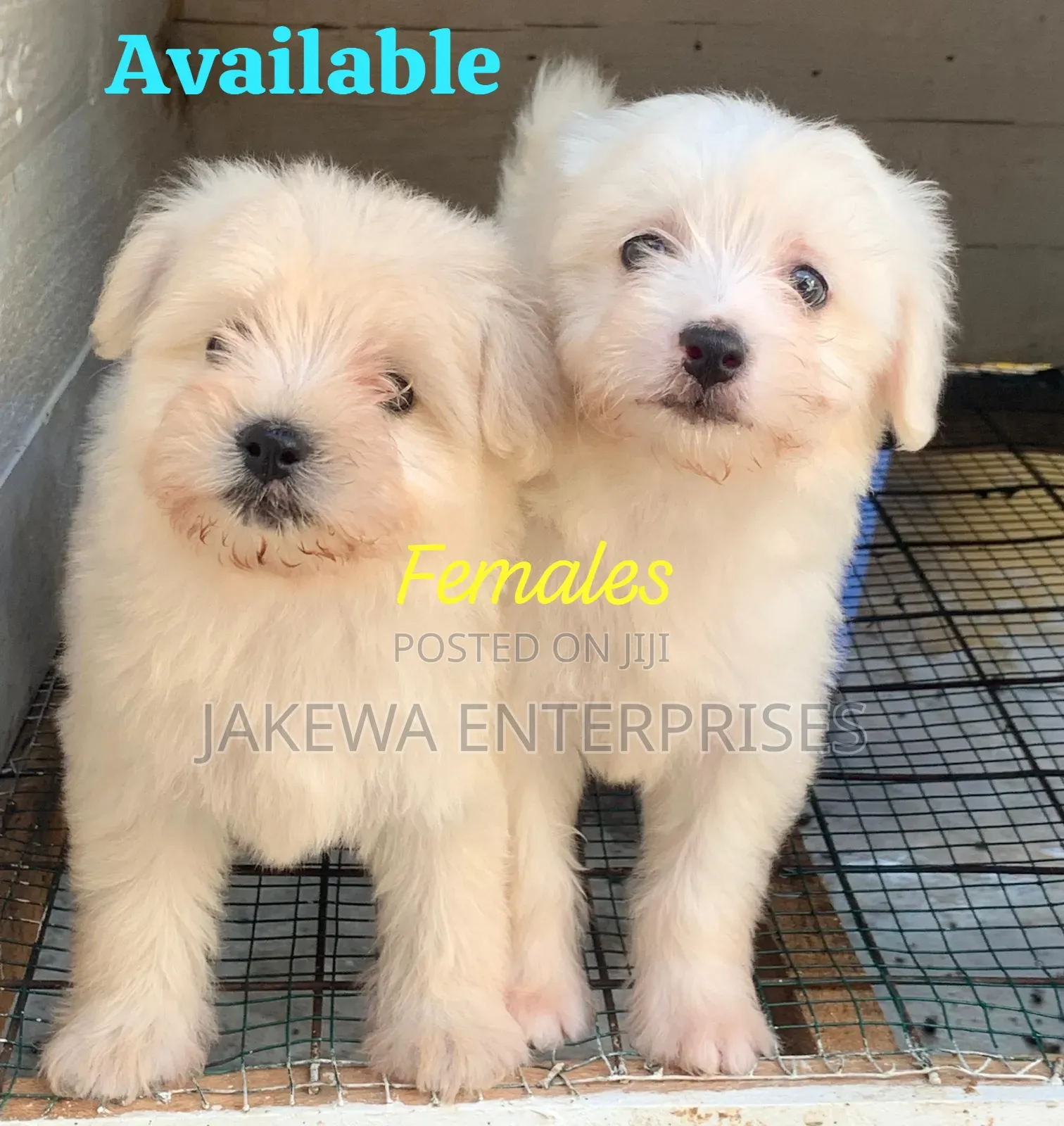 1-3 months Female Purebred Havanese