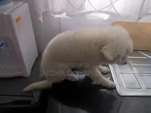 1-3 months Female Purebred Japanese Spitz