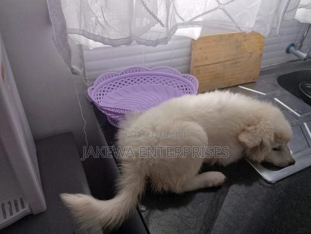 1-3 months Male Purebred Japanese Spitz - main view