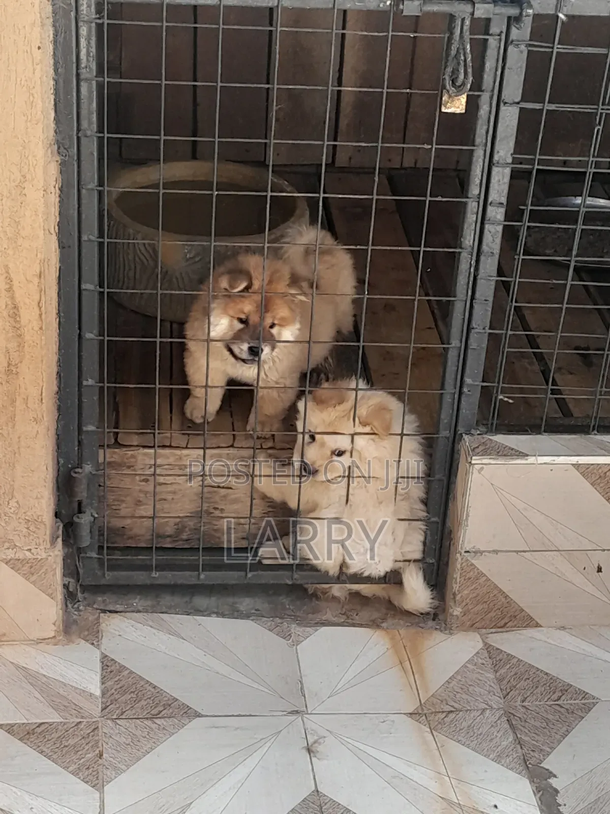 1-3 months Female Purebred Chow Chow