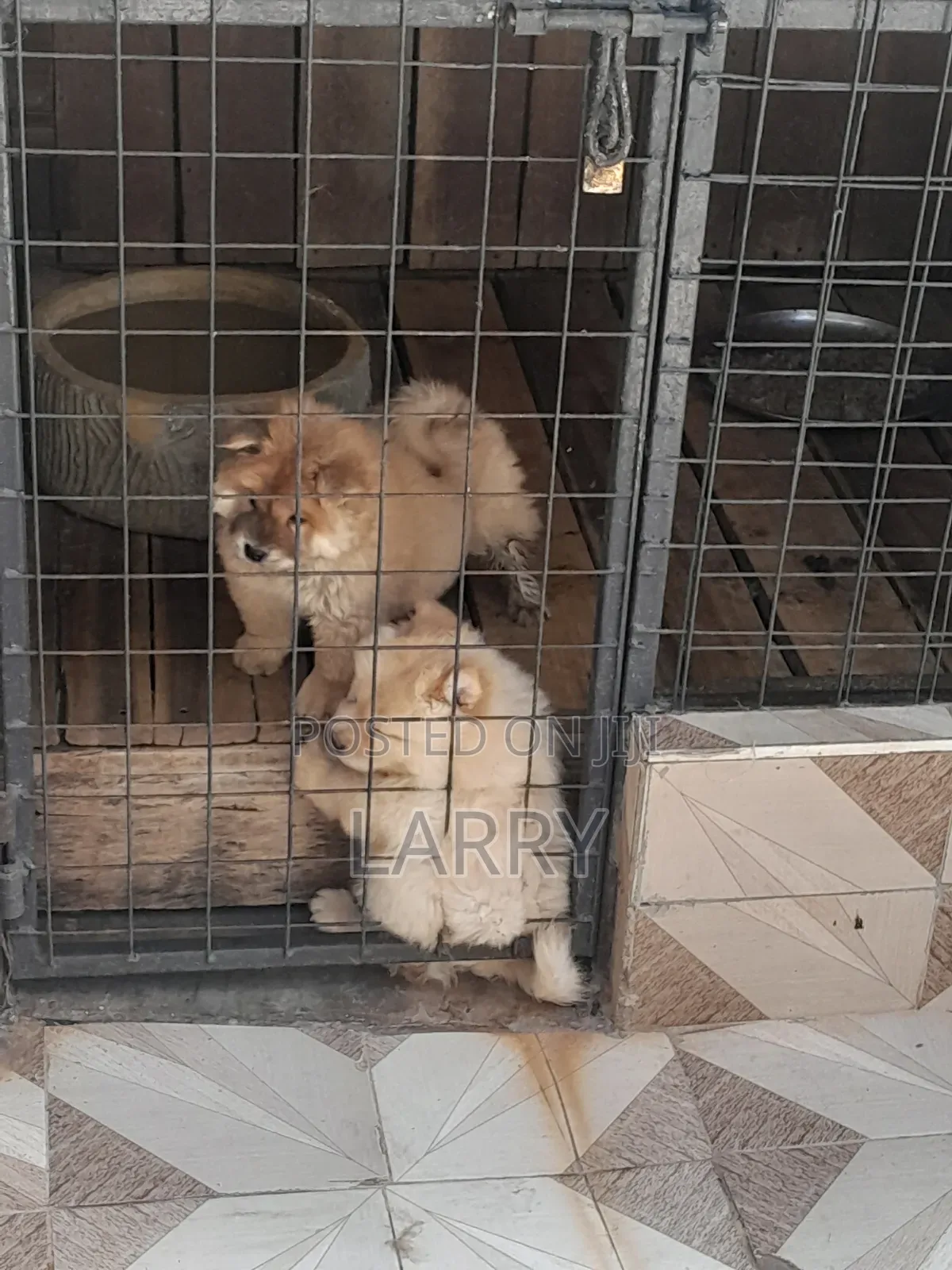 1-3 months Female Purebred Chow Chow