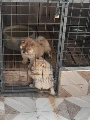 1-3 months Female Purebred Chow Chow