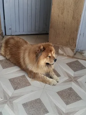 1-3 months Female Purebred Chow Chow