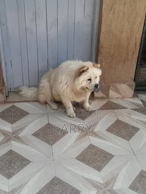 1-3 months Female Purebred Chow Chow