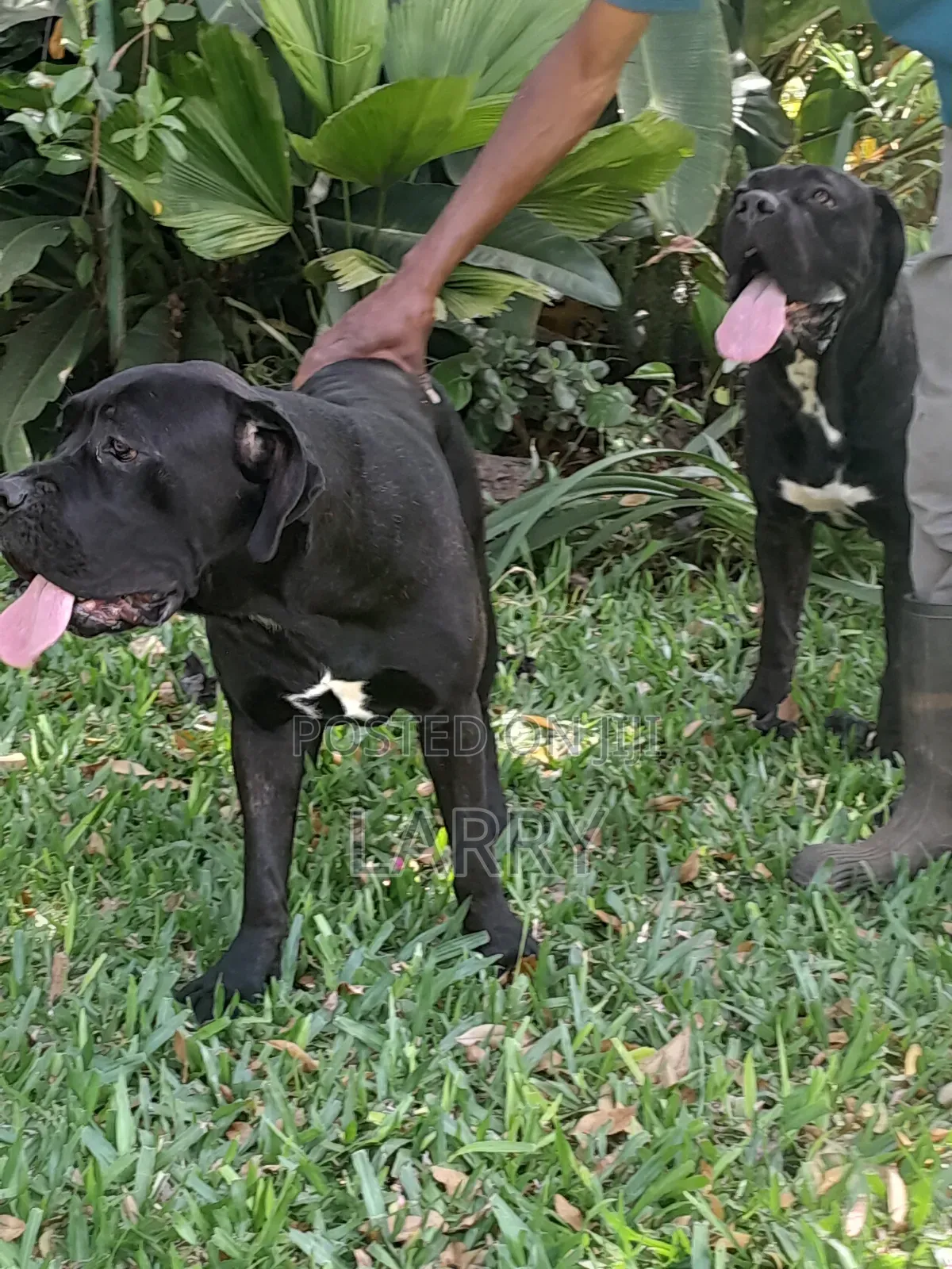 3-6 months Female Purebred Cane Corso