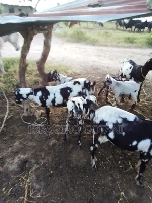 Kienyeji Goats, Available at Afordable Prices,