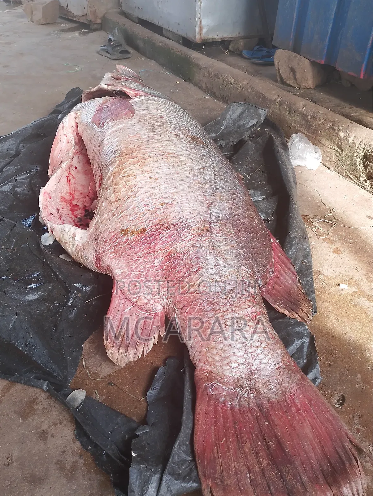 Chosen Fish Suppliers
