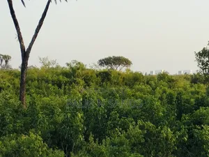 4.5 Acre Second Row Beach Property