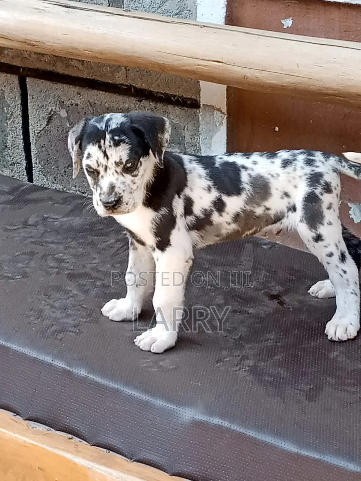 1-3 months Male Purebred Great Dane