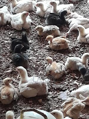 Agriculture - thumbnail 2