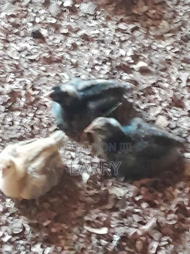 Agriculture - thumbnail 3