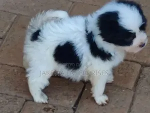 1-3 months Male Purebred Havanese