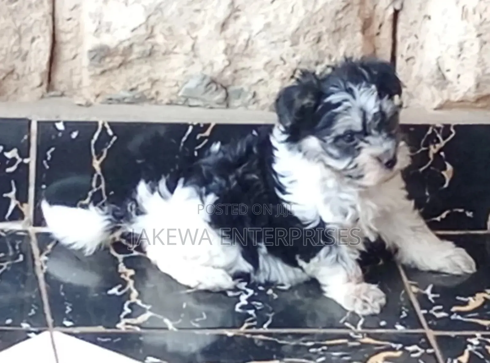 1-3 months Female Purebred Havanese