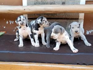 1-3 months Male Purebred Great Dane - thumbnail 2