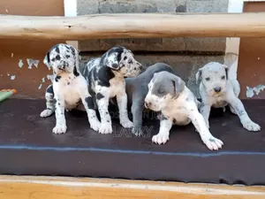 1-3 months Male Purebred Great Dane