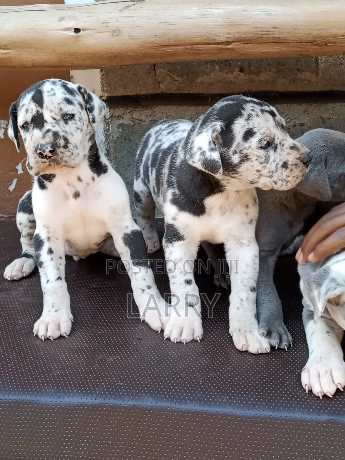 1-3 months Male Purebred Great Dane