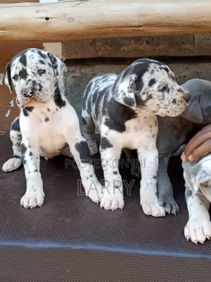 1-3 months Male Purebred Great Dane