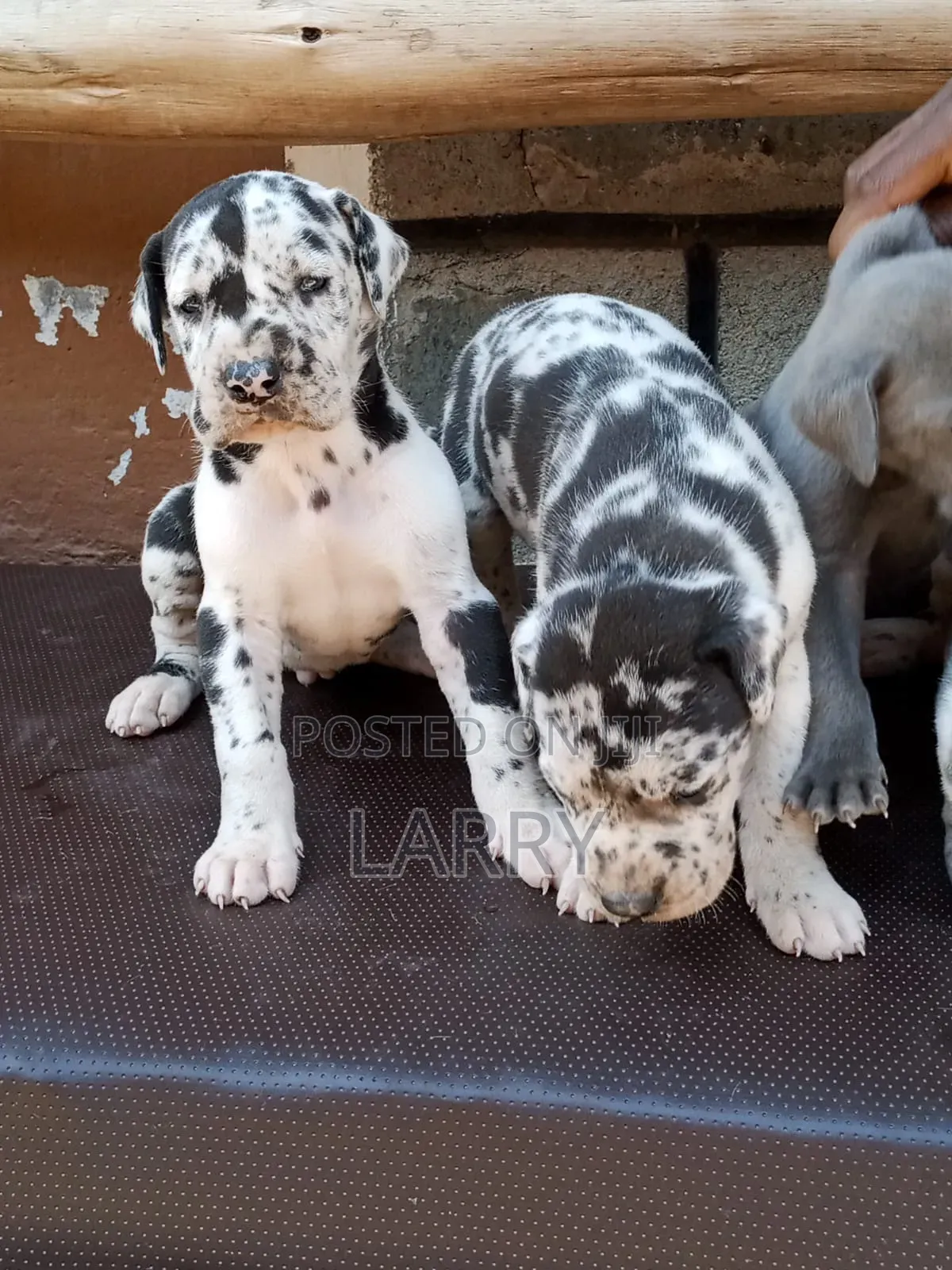 1-3 months Male Purebred Great Dane