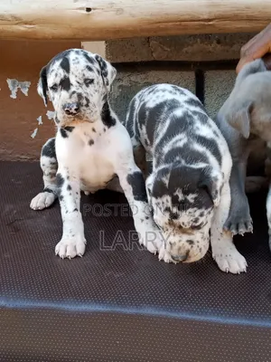 1-3 months Male Purebred Great Dane