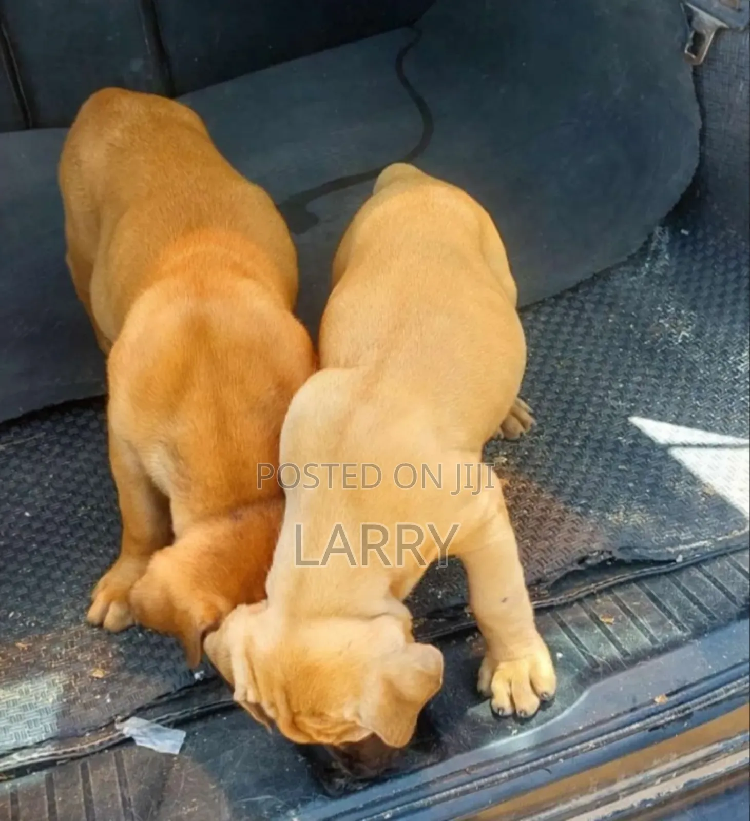 1-3 months Female Purebred Boerboel