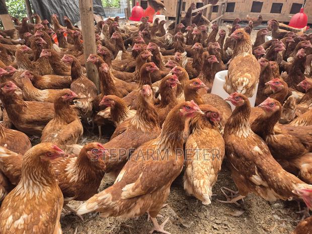 Layers Chicken - main view