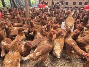 Layers Chicken