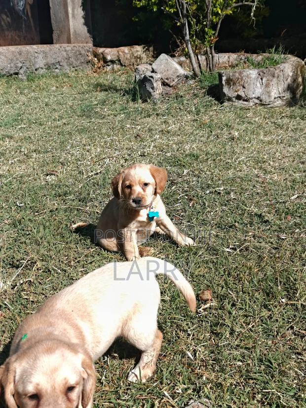 1-3 months Female Purebred Labrador Retriever