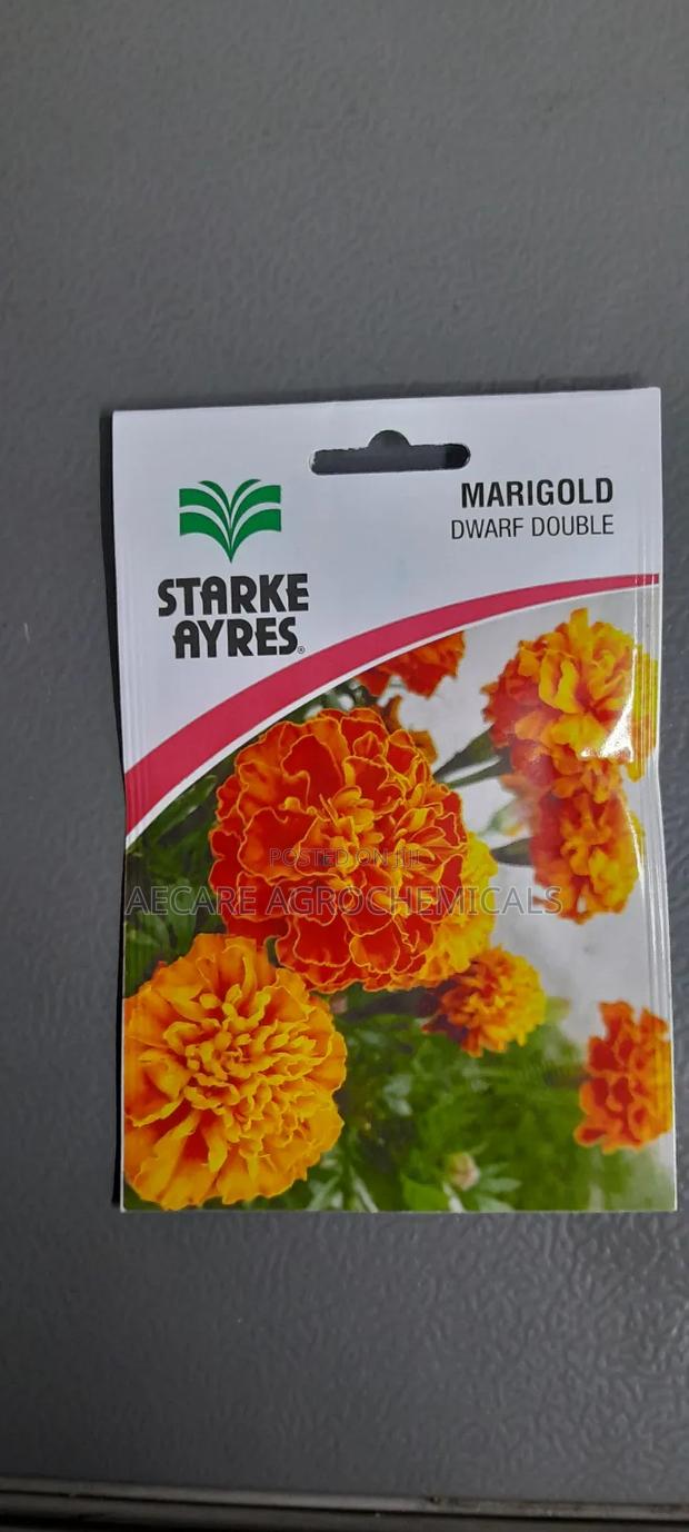 Marigold Dwarf Double Flower Seeds 1.3G - thumbnail 3