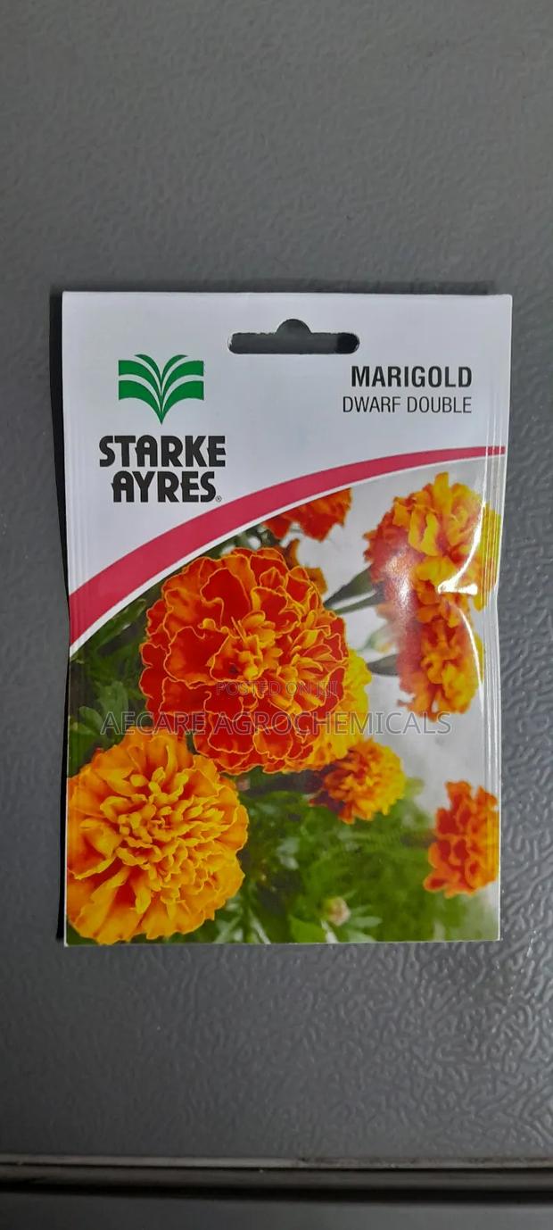 Marigold Dwarf Double Flower Seeds 1.3G - thumbnail 4