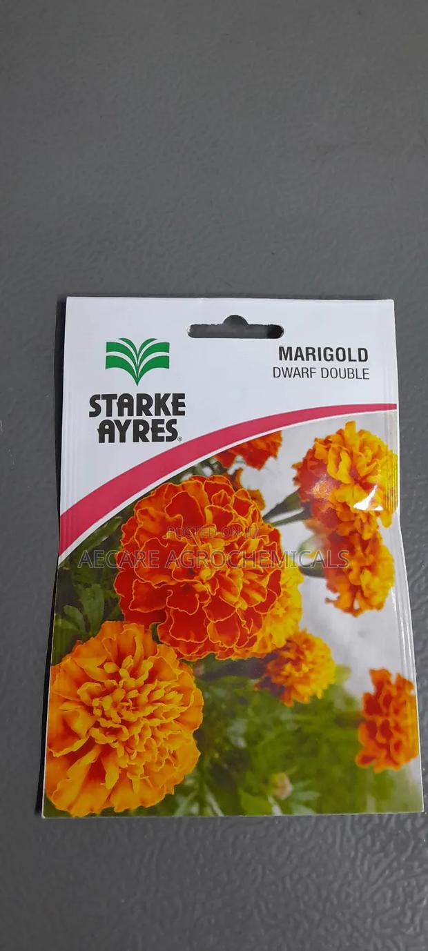 Marigold Dwarf Double Flower Seeds 1.3G - thumbnail 5