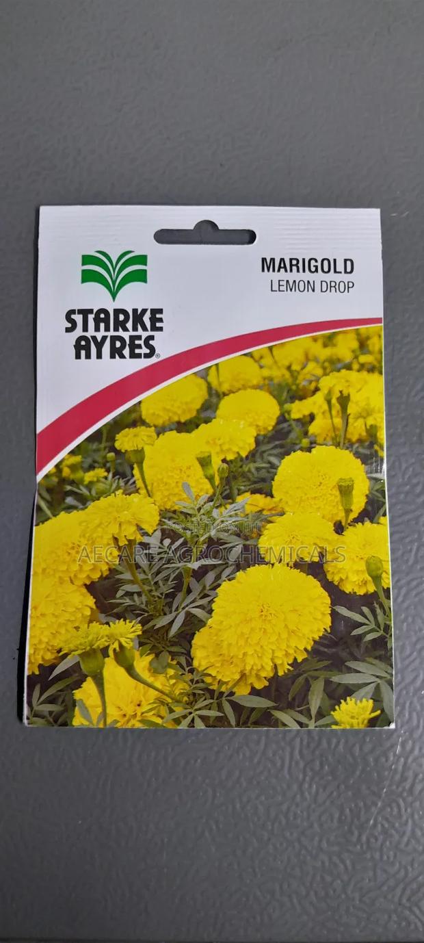Marigold Lemon Drop Flower Seeds 0.5grams - thumbnail 3