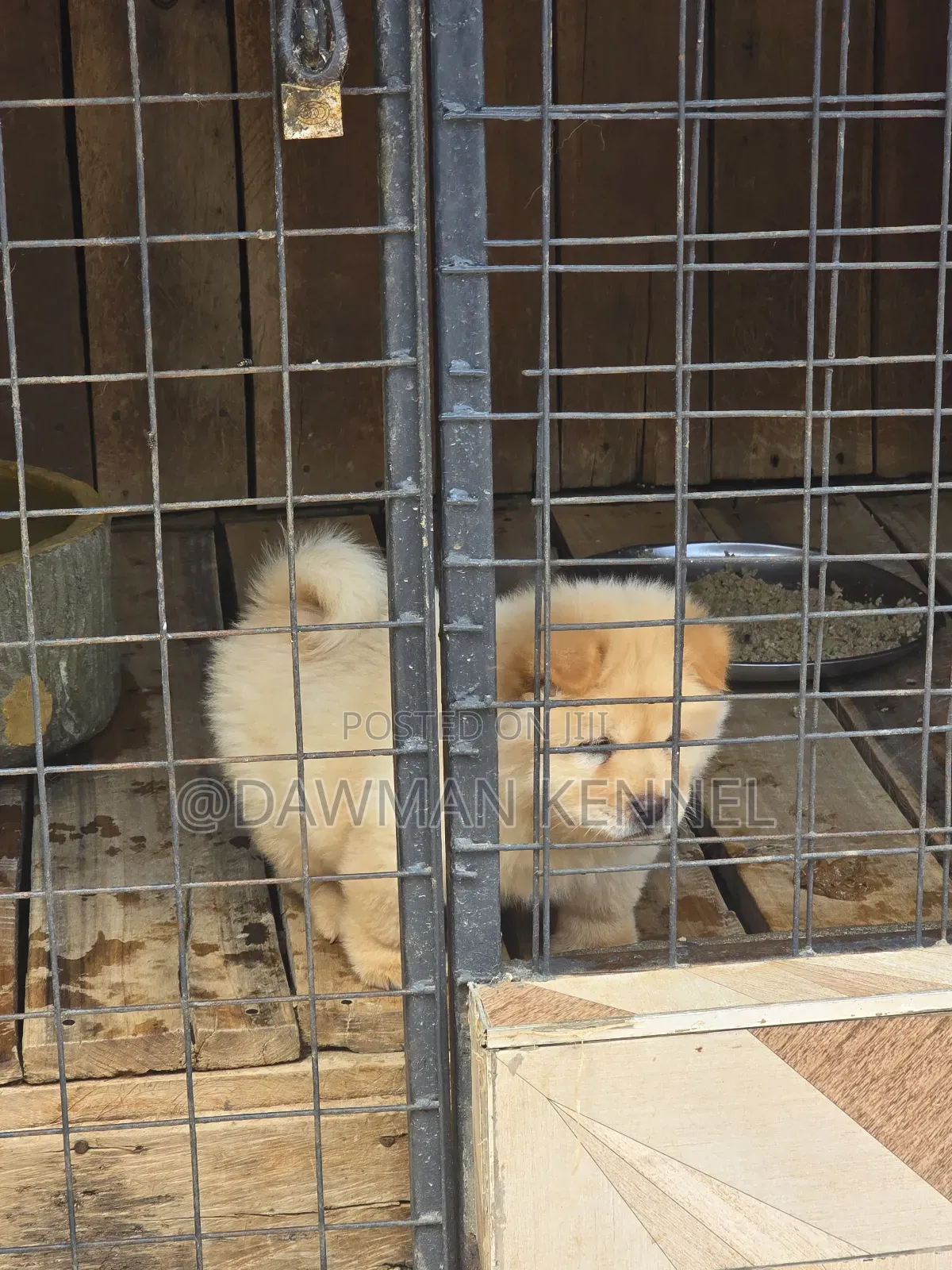 1-3 months Male Purebred Chow Chow